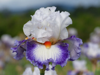 Gulfport Tall Bearded Iris