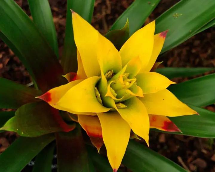 Yellow Bromeliad Tillandsia Plant Seeds for Planting-Heirloom & Non-GMO Seeds for planting Dhara Seeds