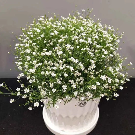 Gypsophila Muralis Gypsy Annual Herb Flower heirloom non-gmo organic garden seeds