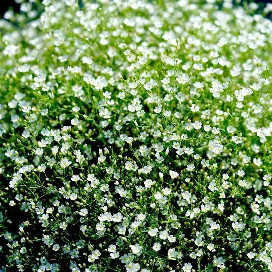 Gypsophila Muralis Gypsy Annual Herb Flower – Heirloom, Non-GMO, High Germination Organic Garden Seeds