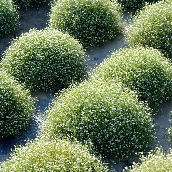 Gypsophila Muralis Gypsy Garden Landscaping Annual Herb Flower – Heirloom, Non-GMO, High Germination Organic Garden Seeds