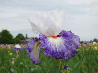 Gypsy Lord Tall Bearded Iris