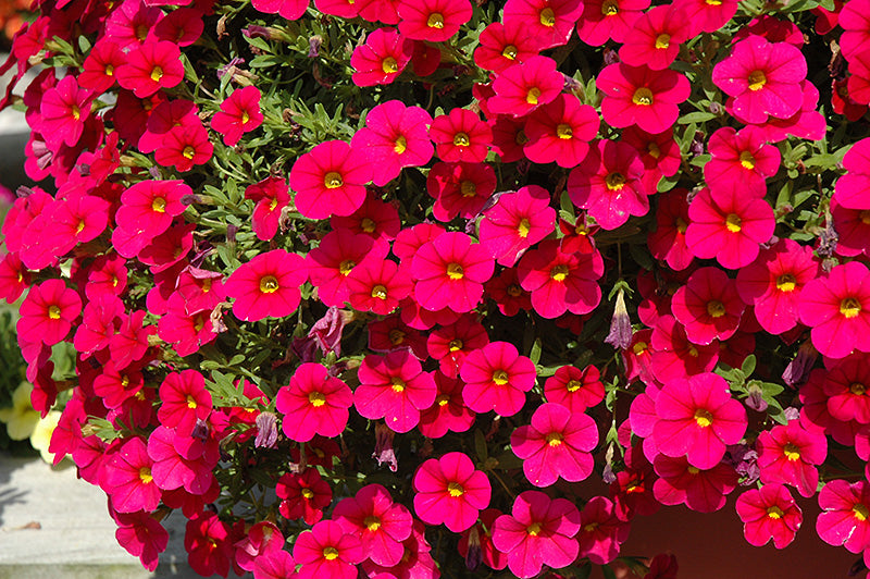 Cherry Calibrachoa