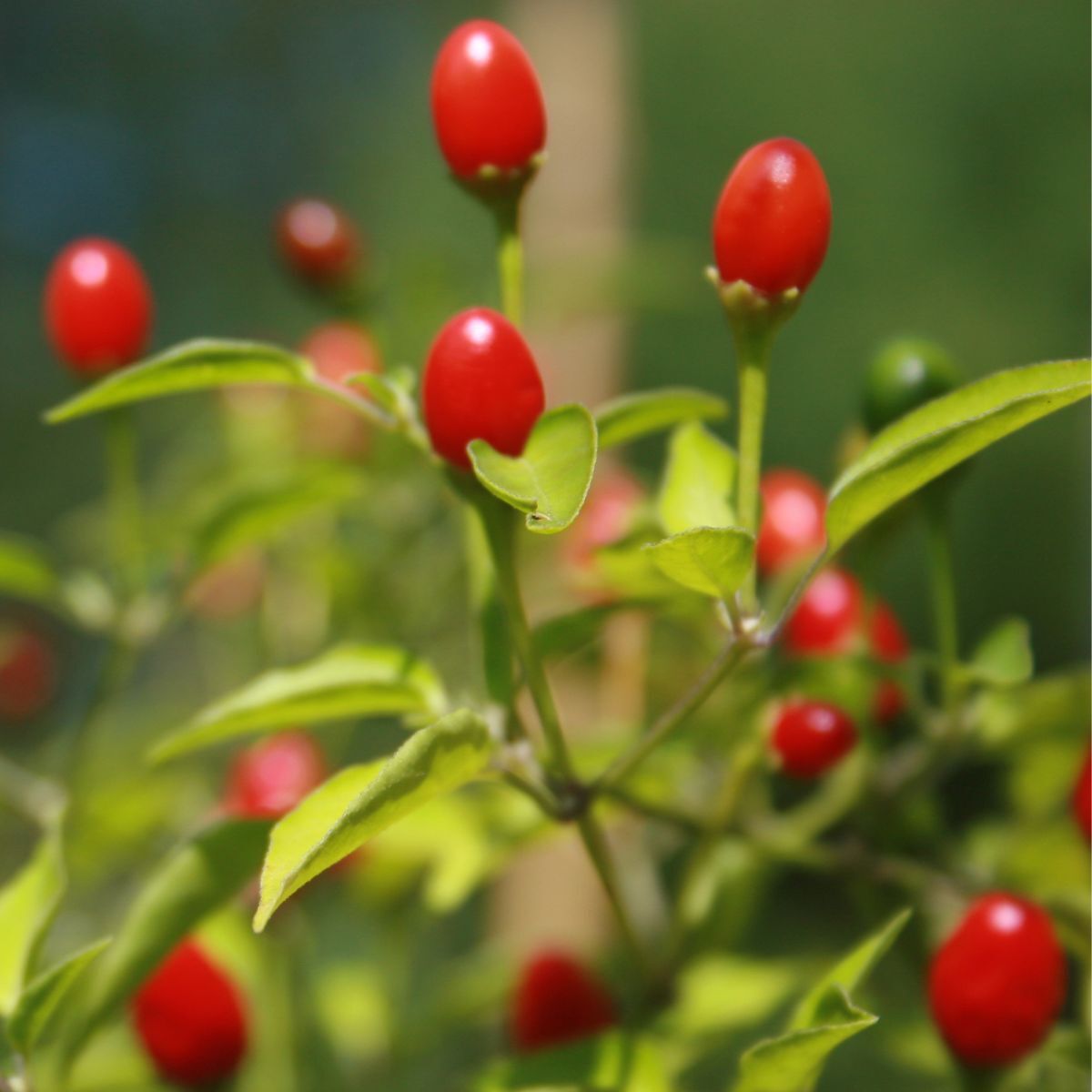 Tepin Pepper Seeds Heirloom Non-GMO High Germination Organic Garden Seeds