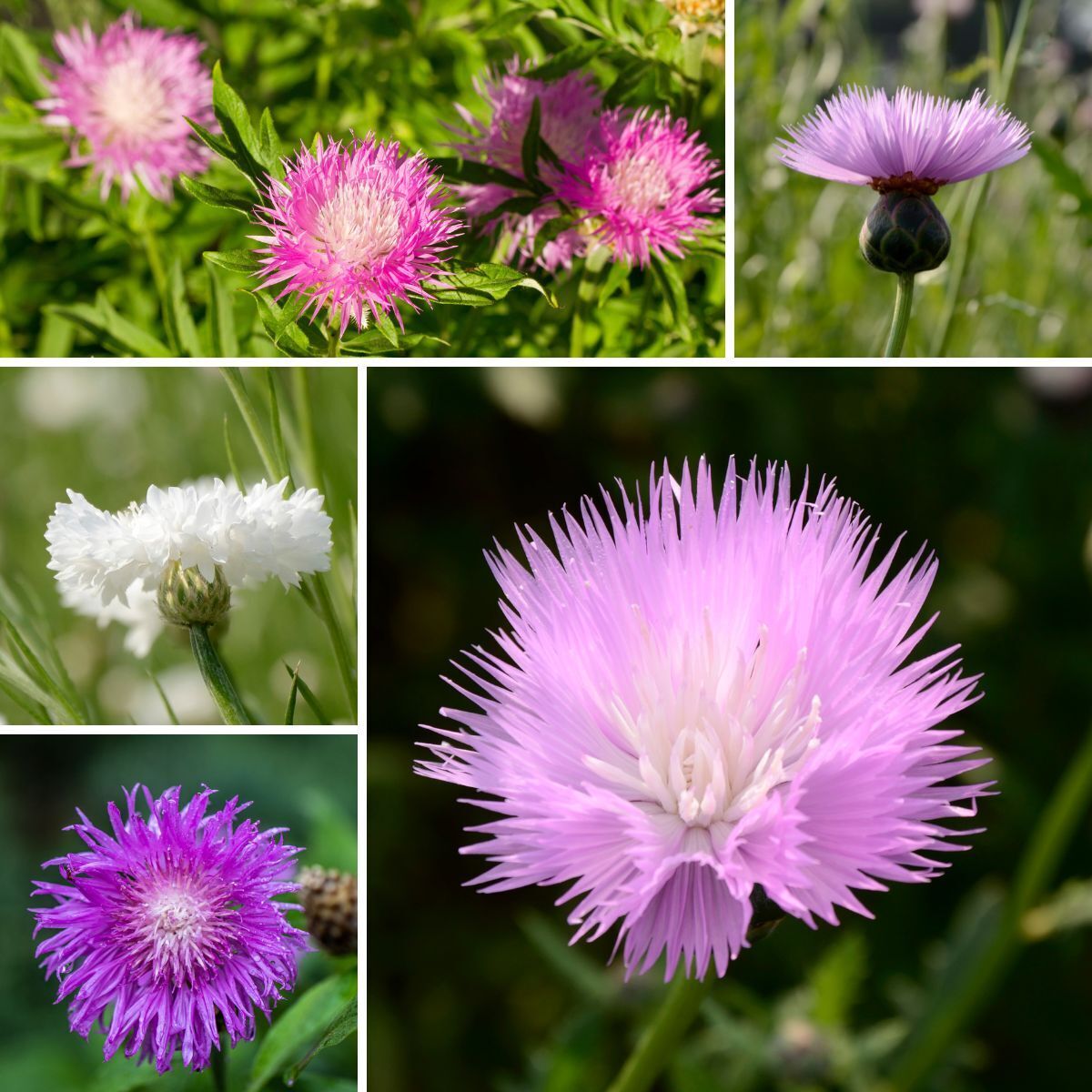 Cornflower Sweet Sultan Mix Seeds