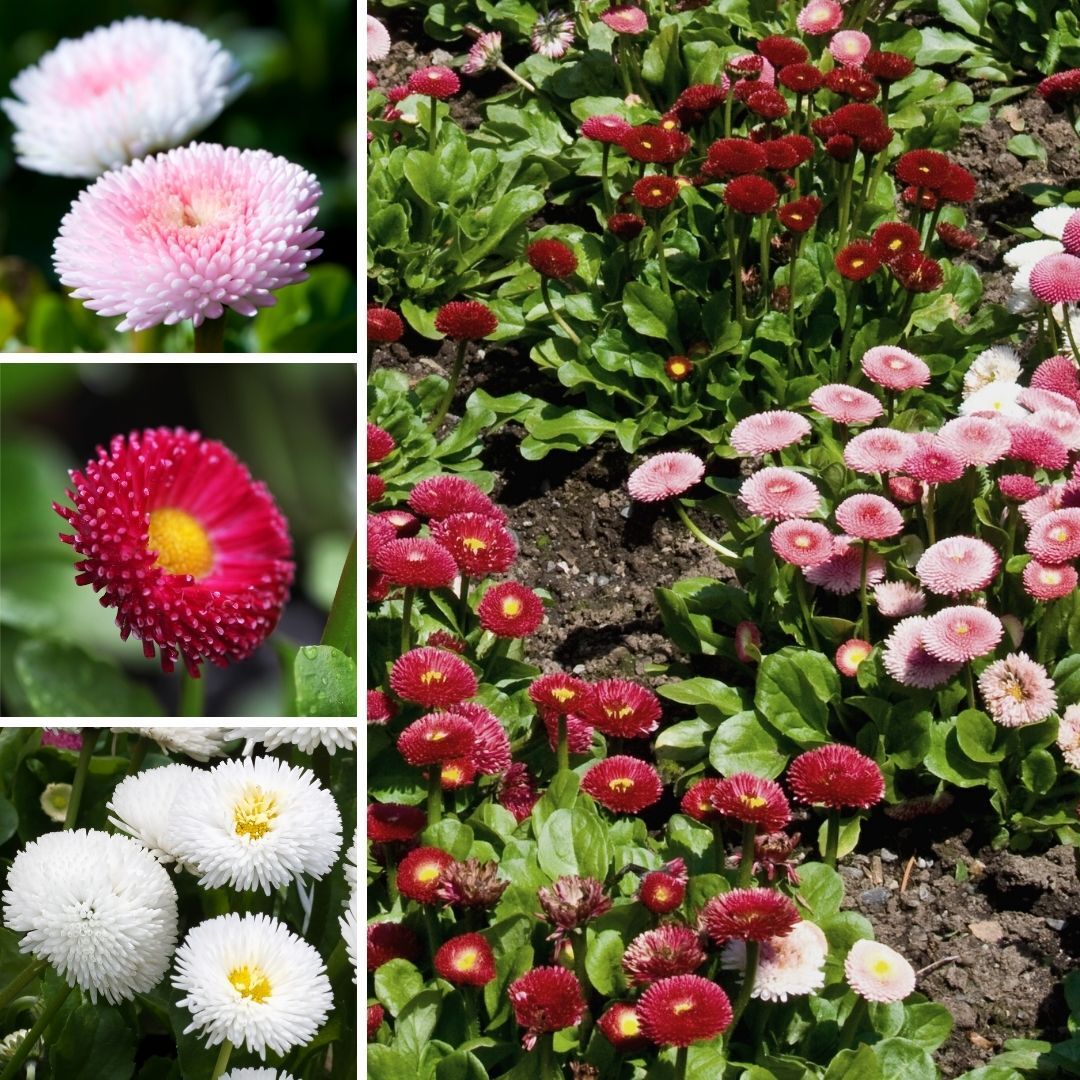 English Daisy Pomponette Mix Seeds