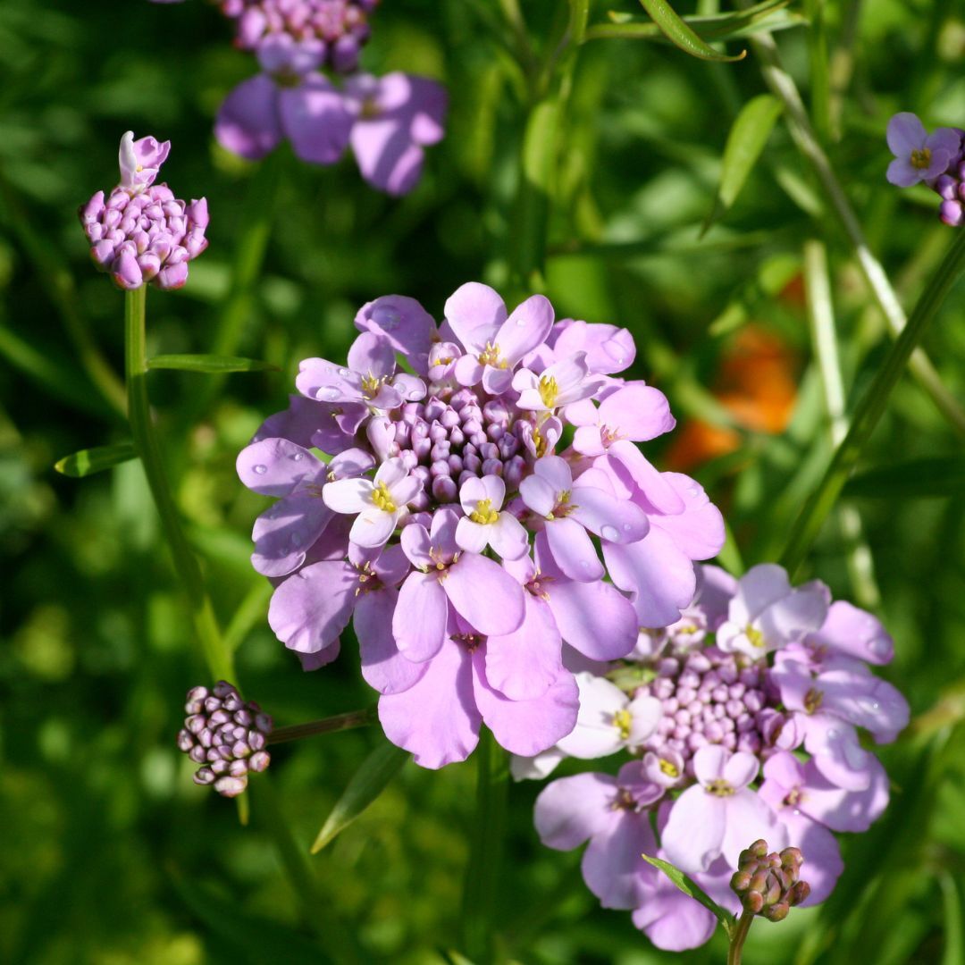 Candytuft Gibraltar Seeds