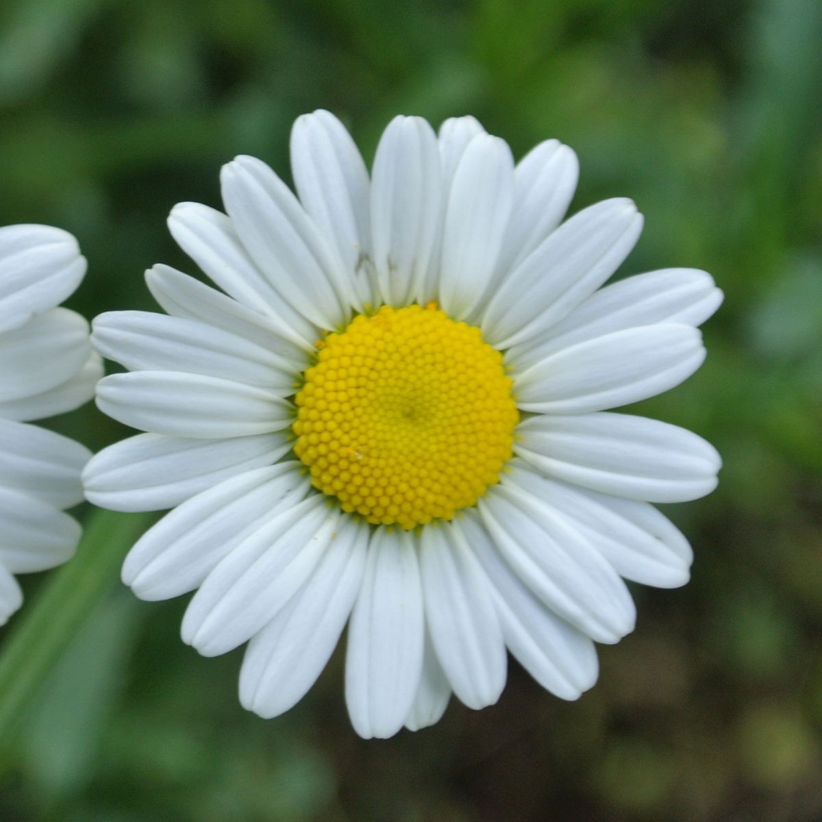 Chrysanthemum May Queen Seeds