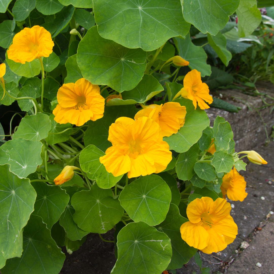 Nasturtium Whirlybird Yellow Seeds