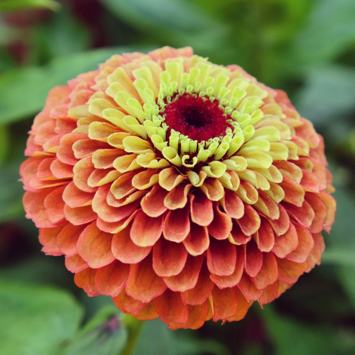 Zinnia Queeny Lime with Orange Seeds