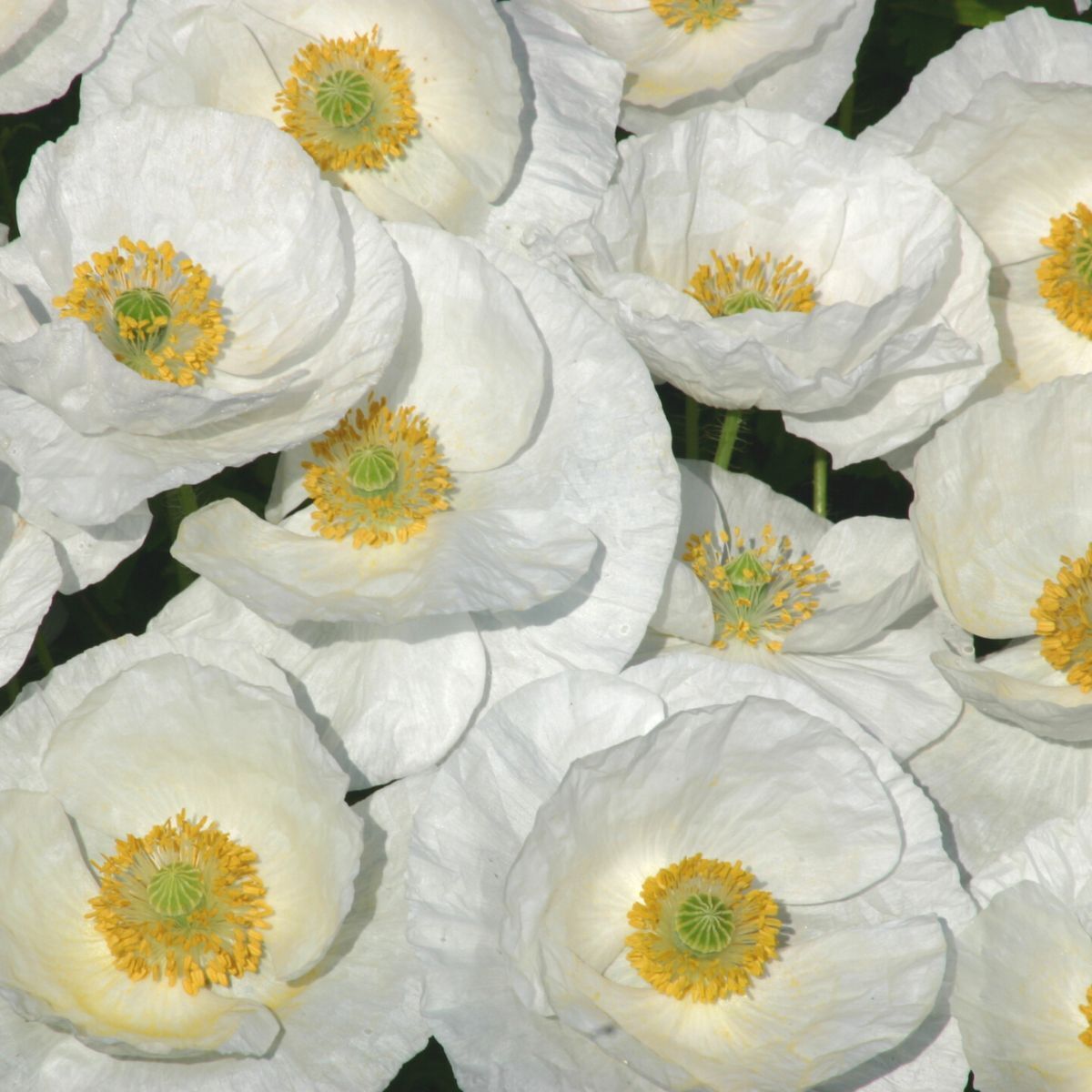 Poppy Bridal Silk Seeds