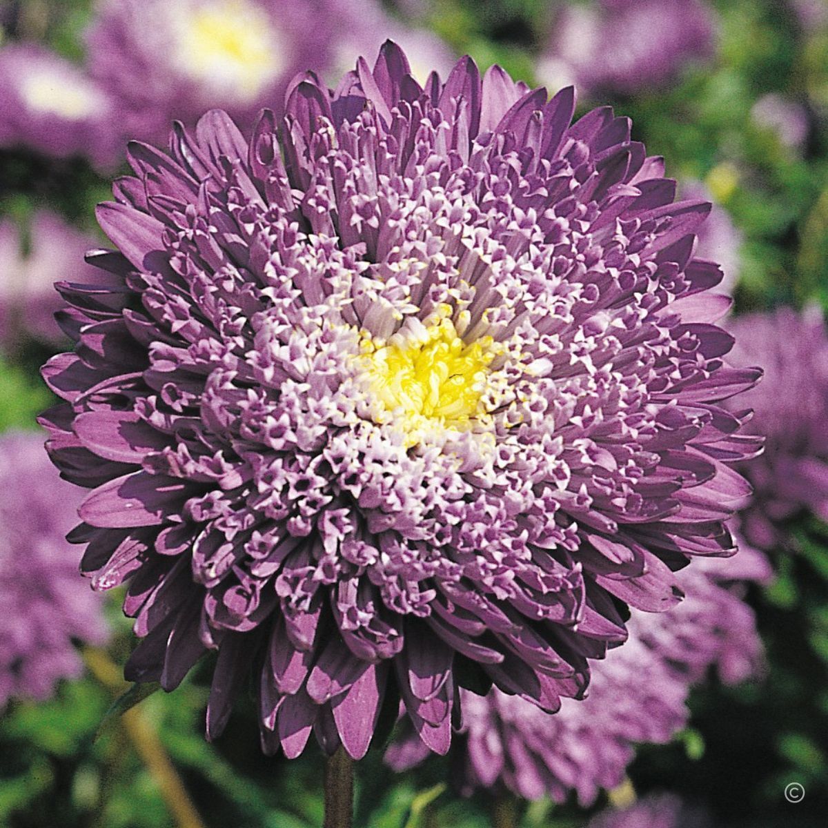 Aster Benary's Princess Blue Seeds