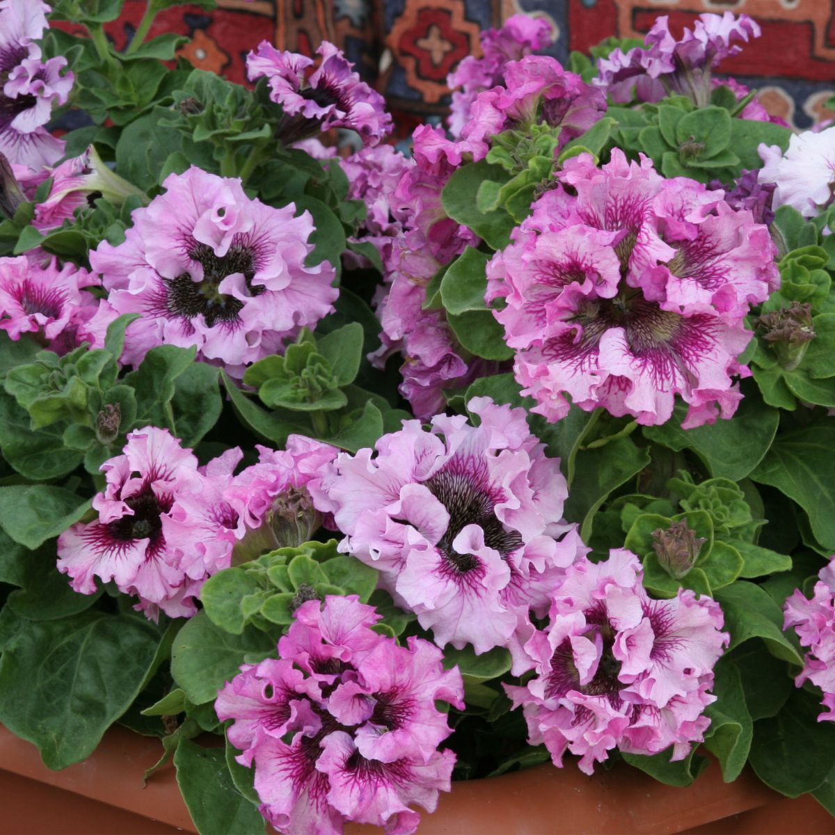 Petunia Superbissima Rosea Seeds