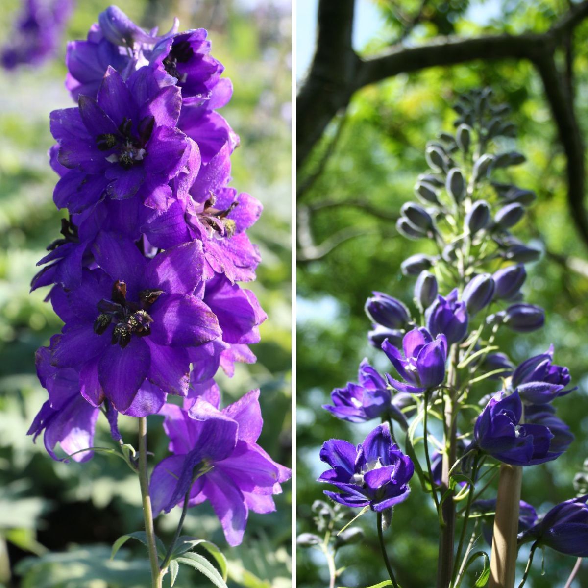 Delphinium Pacific Black Knight Seeds