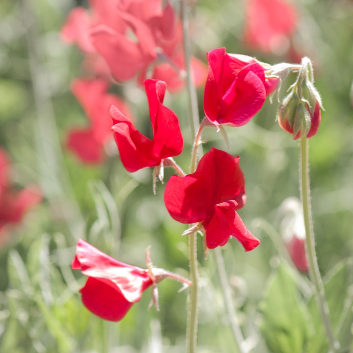 Sweet Pea Elegance Deep Red Seeds