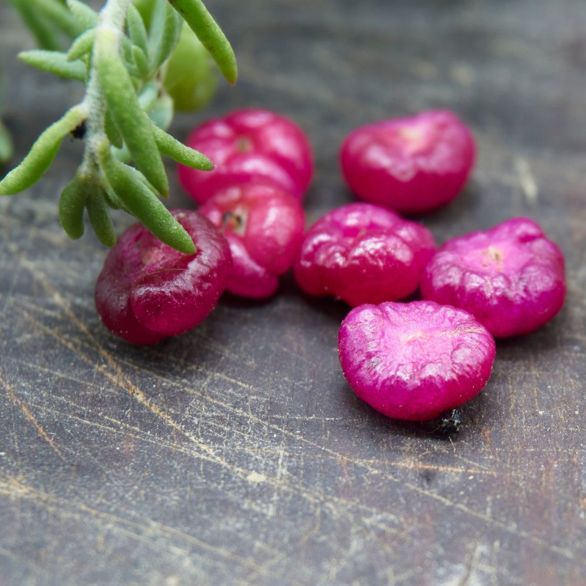 Saltbush Ruby Seeds