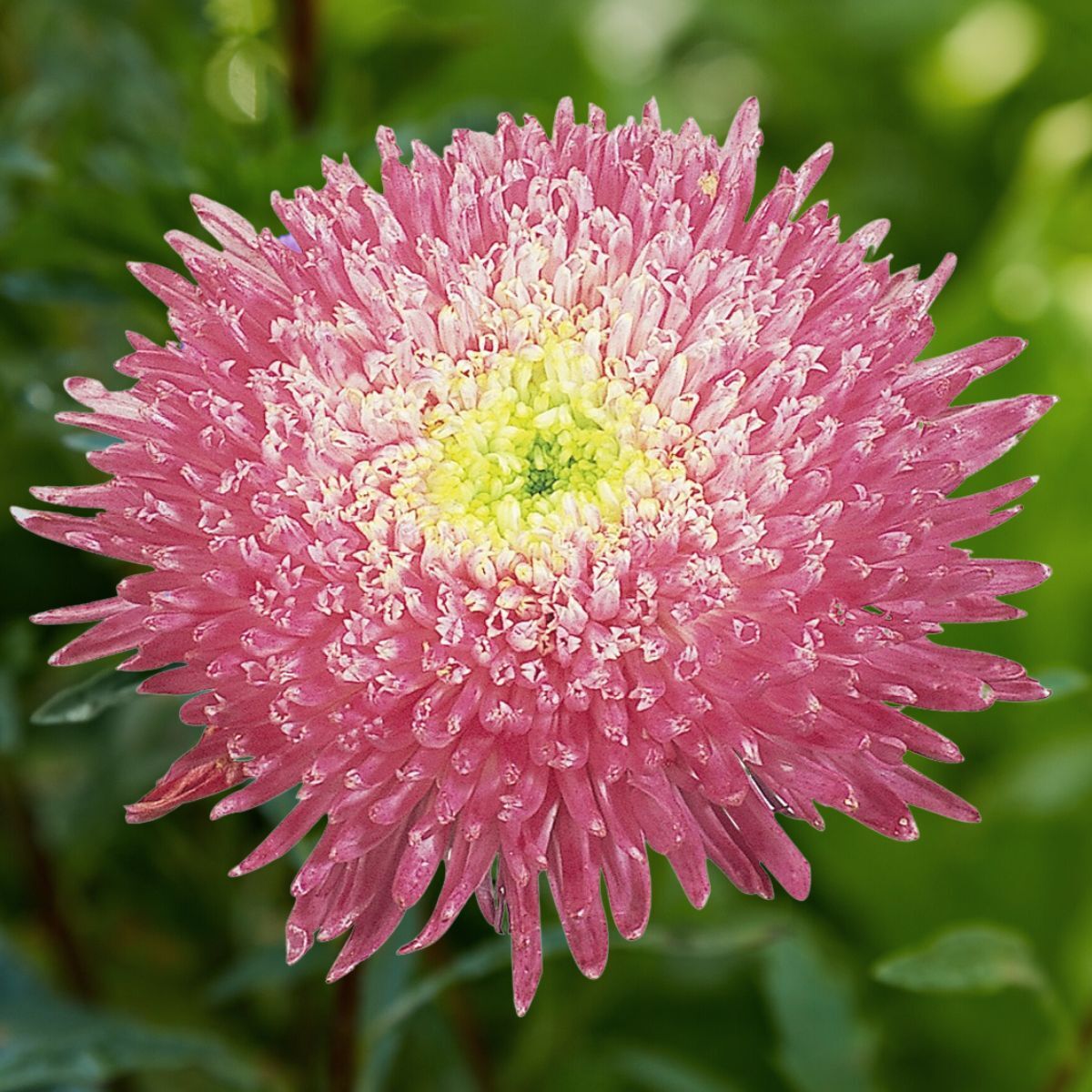 Aster Benary's Princess Crimson Seeds