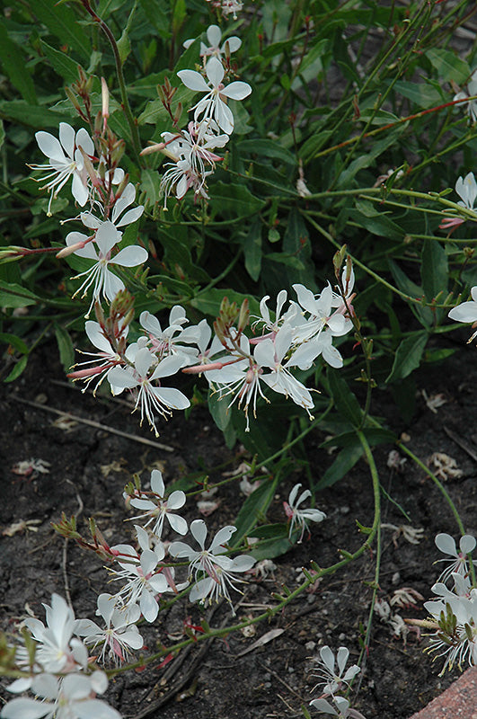 Sparkle White Gaura Seeds