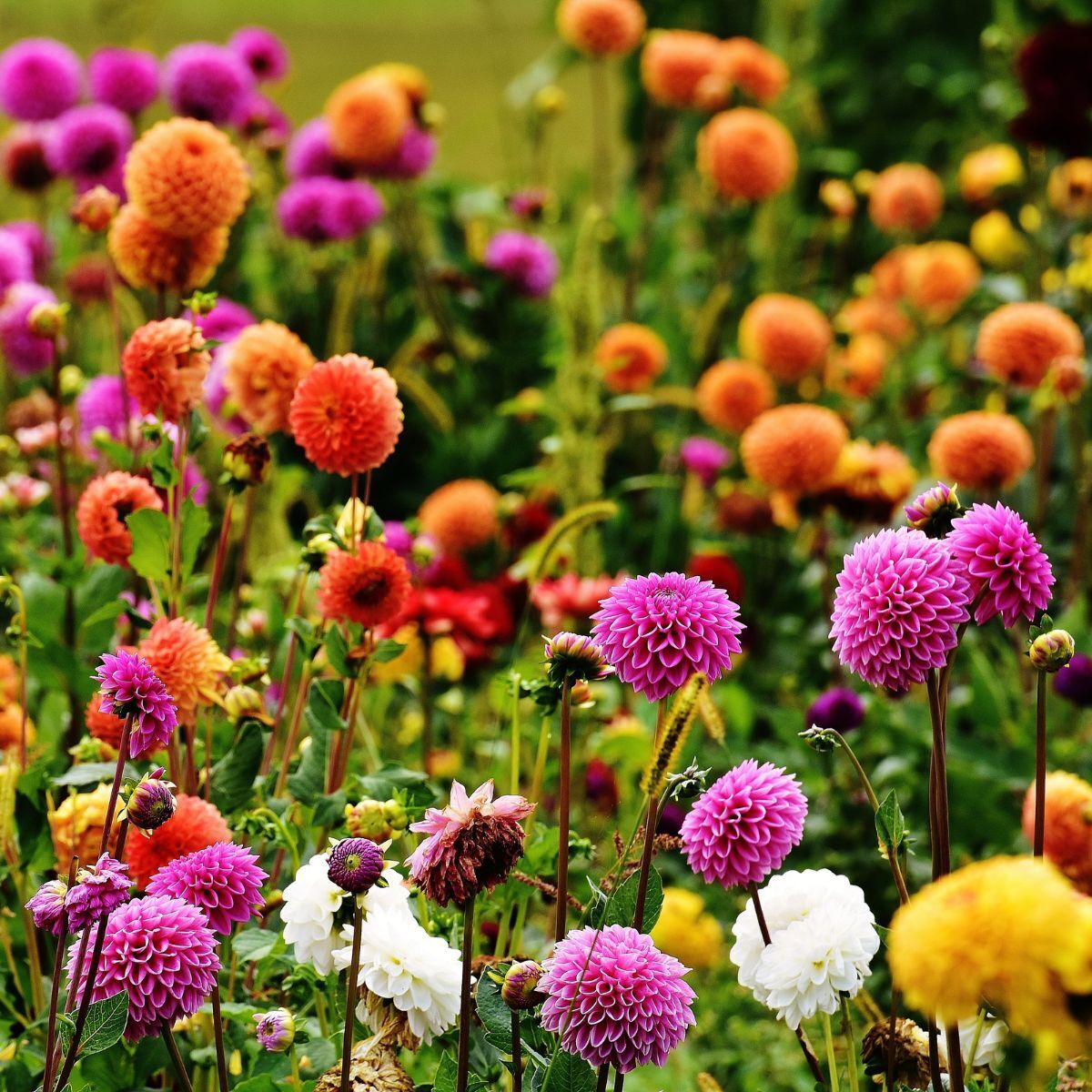 Dahlia Rigoletto Mix Seeds