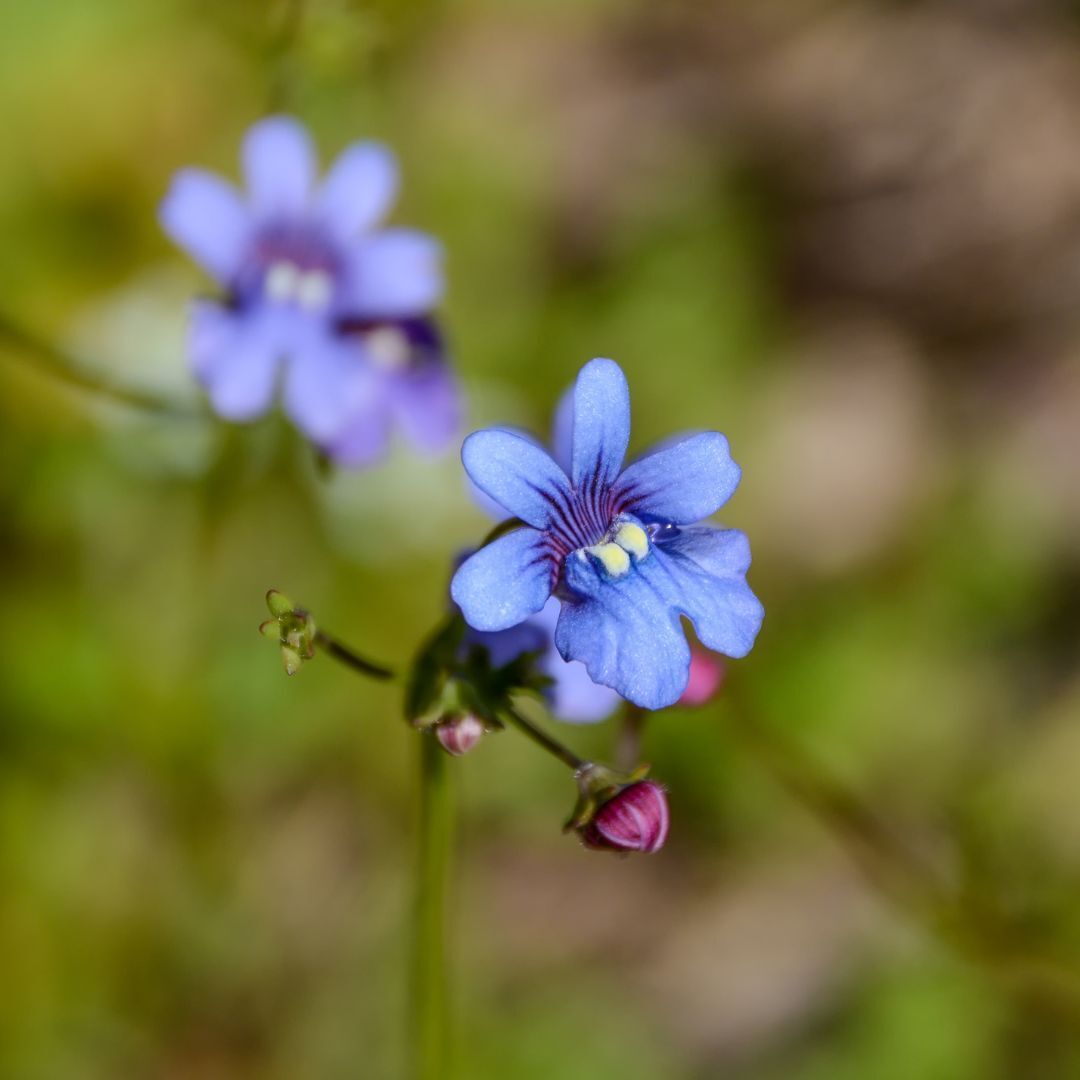 Nemesia Blue Gem Seeds