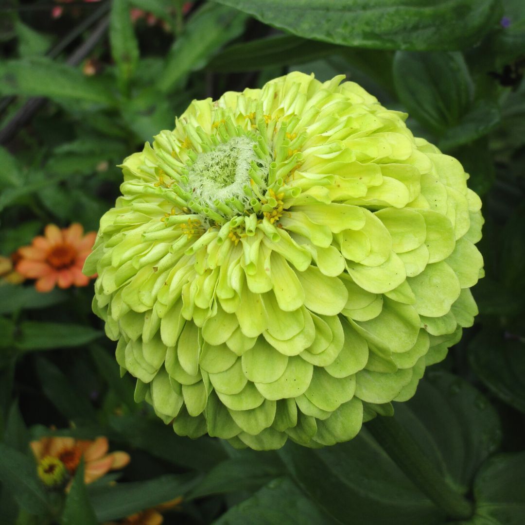 Zinnia Queeny Lime Seeds