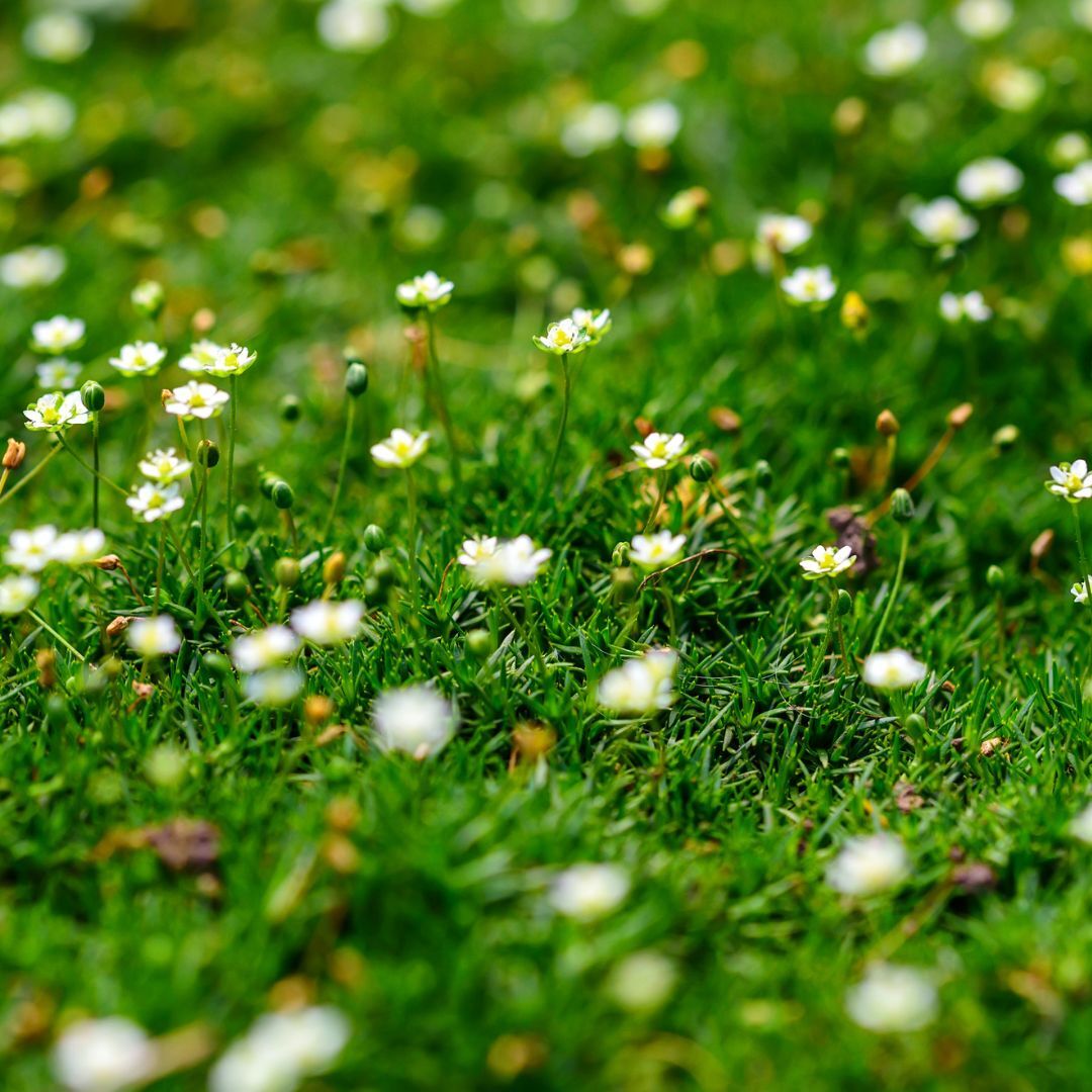 Irish Moss Seeds