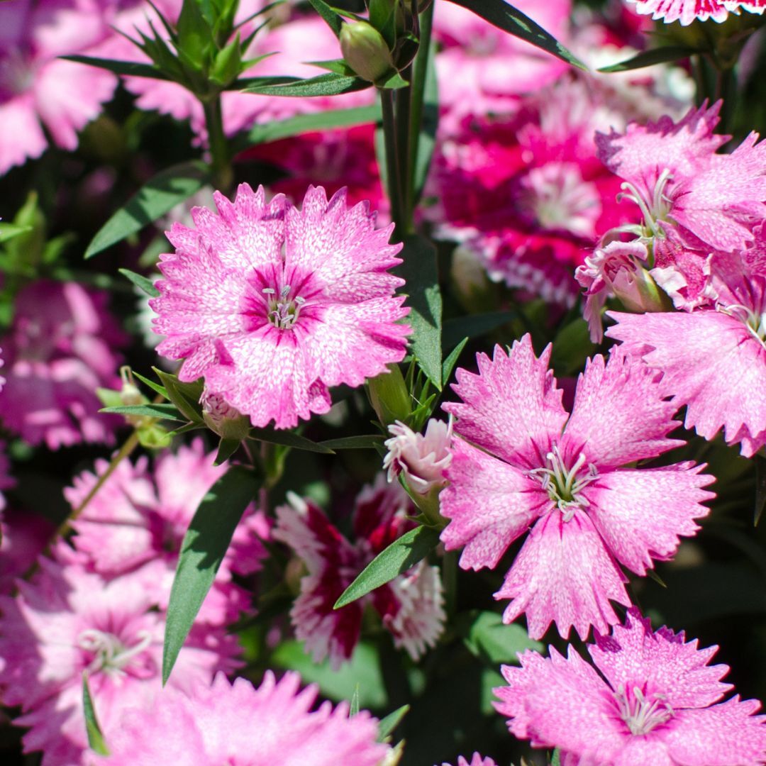 Dianthus Allwood's Pink Seeds