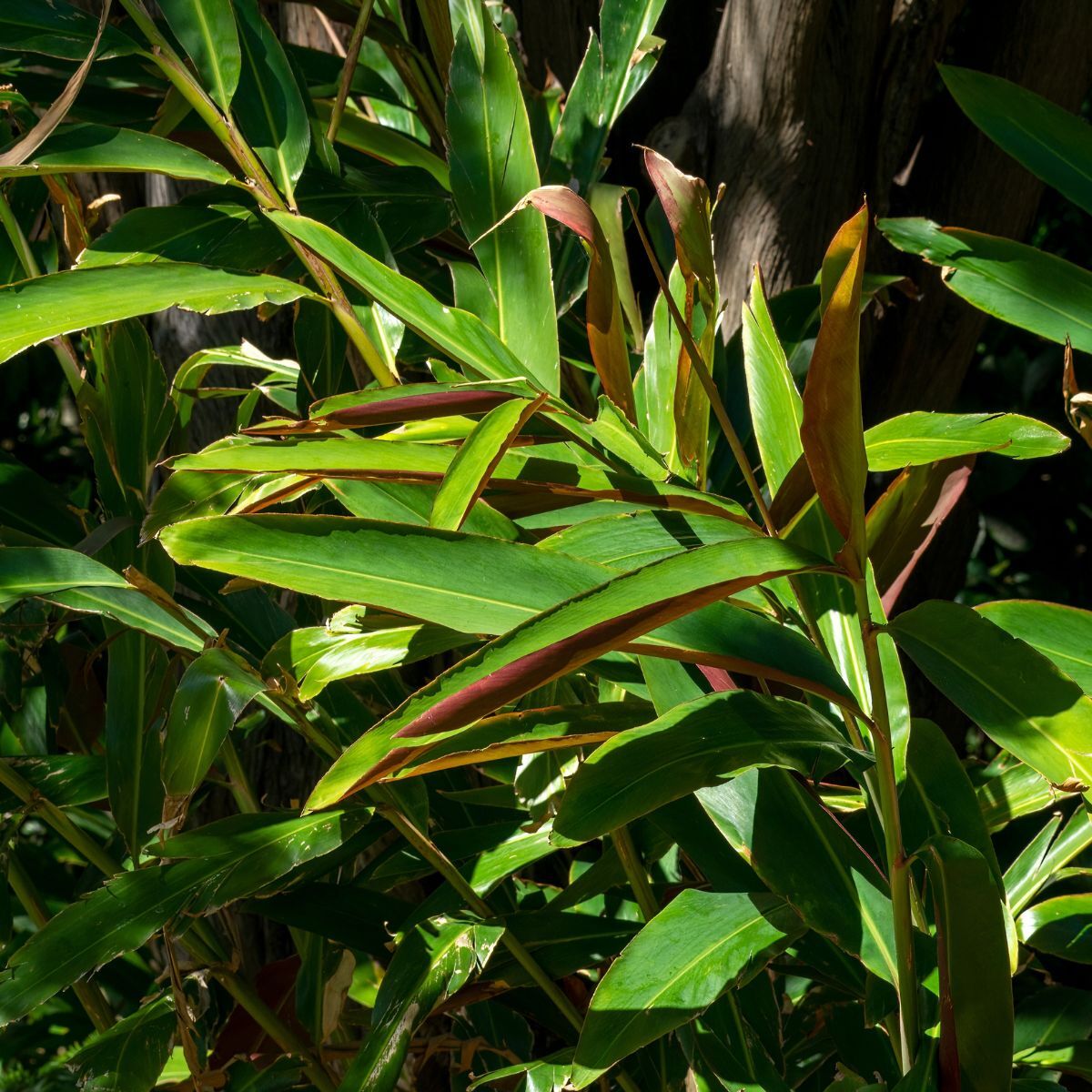 Native Ginger Redback Seeds