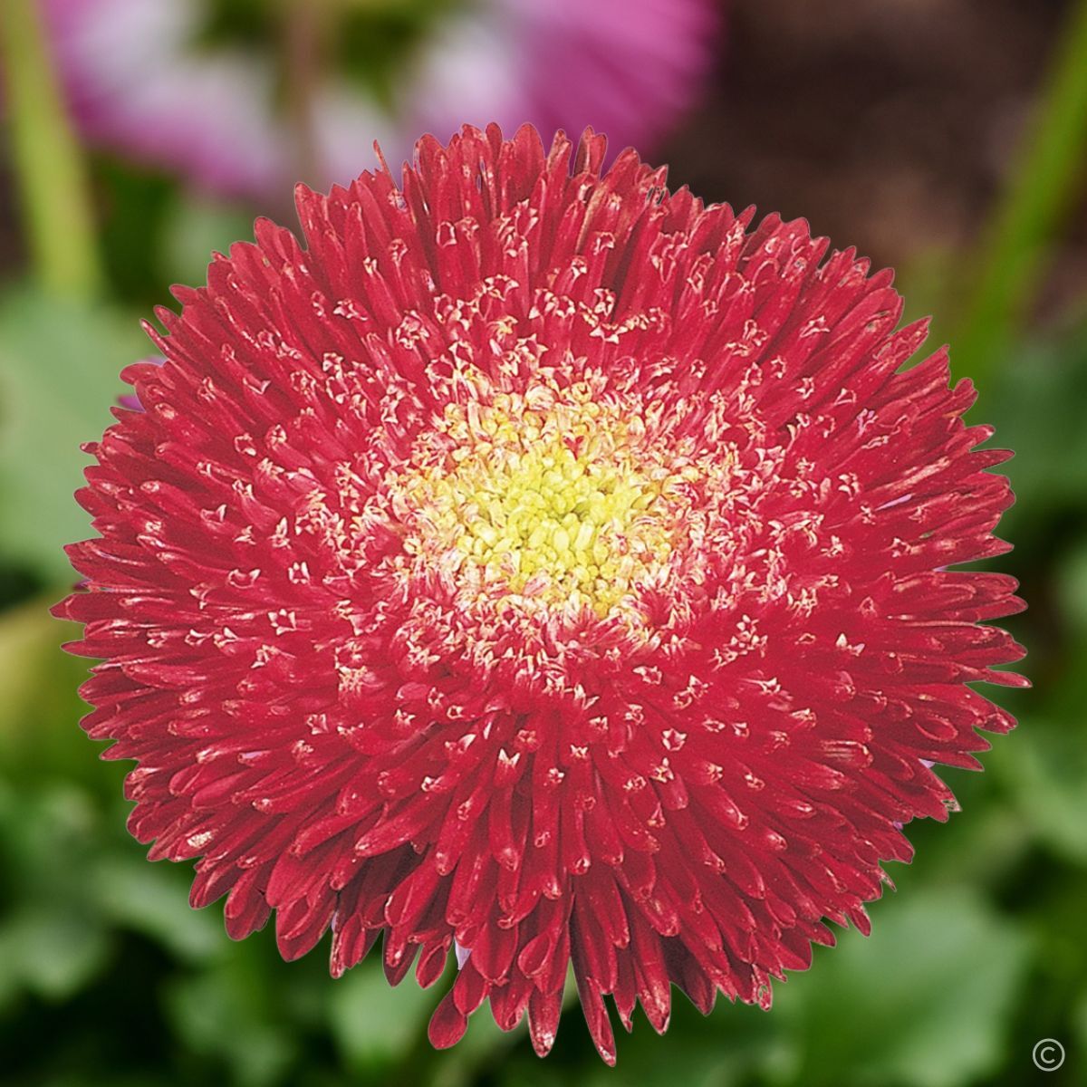 Aster Benary's Princess Bright Red Seeds