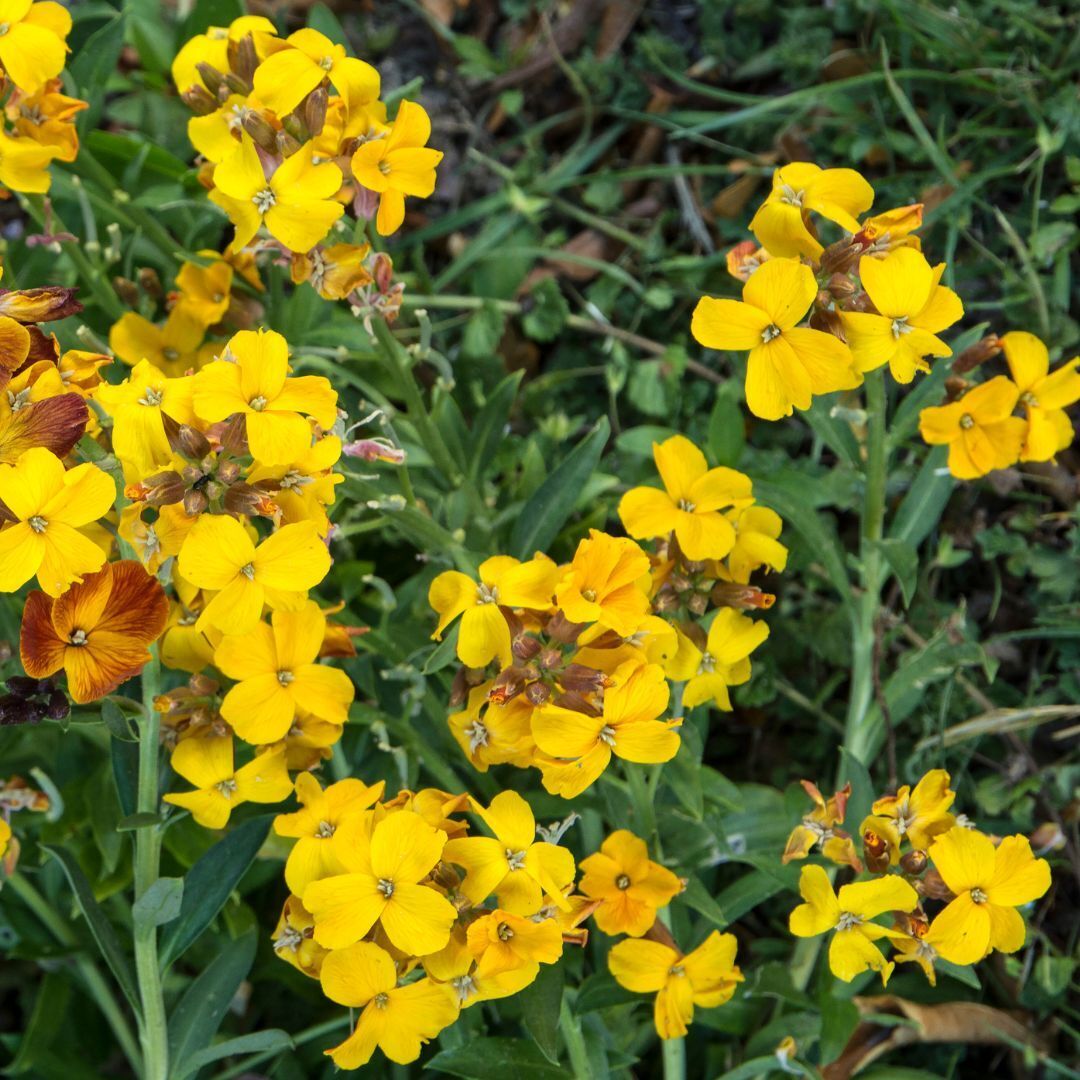 Wallflower Cloth of Gold Seeds