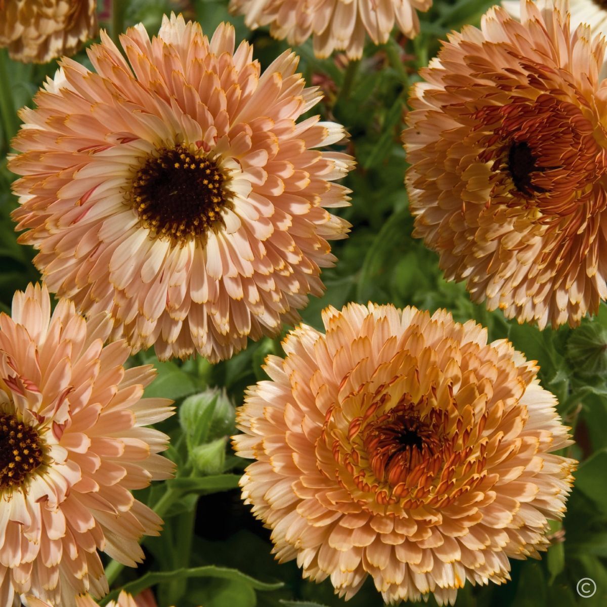 Calendula Touch of Red Buff Seeds