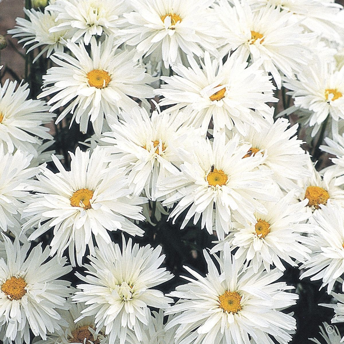 Shasta Daisy Crazy Daisy Seeds