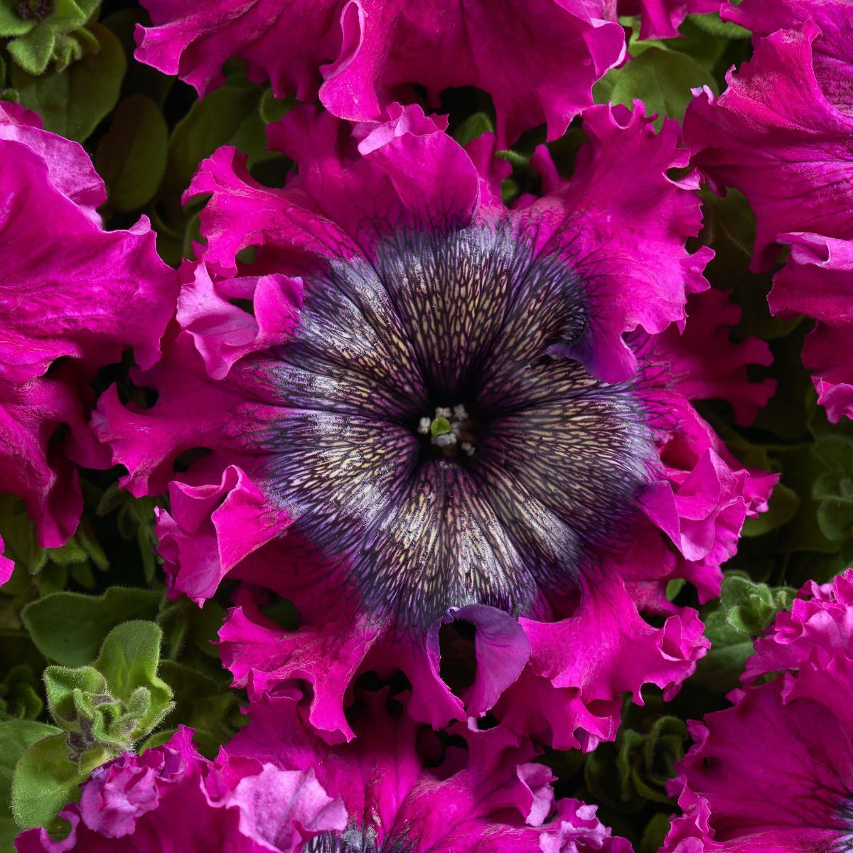 Petunia Superbissima Wine Red Seeds