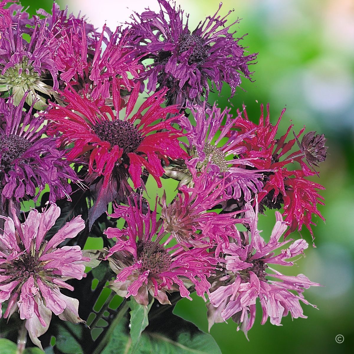 Panorama Mix Bee Balm Seeds