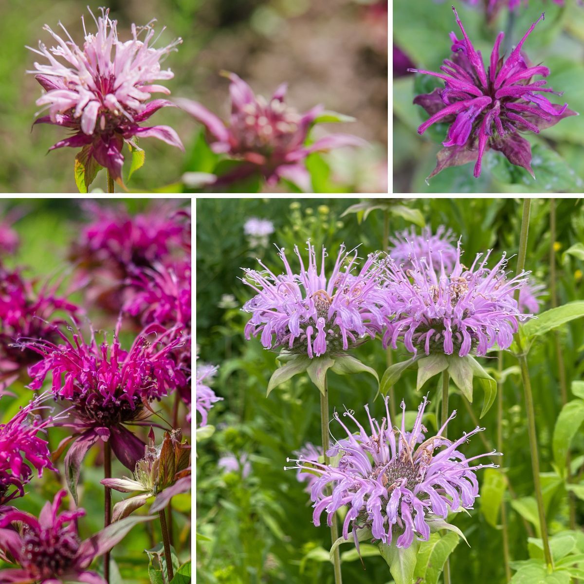 Monarda Panorama Mix Seeds