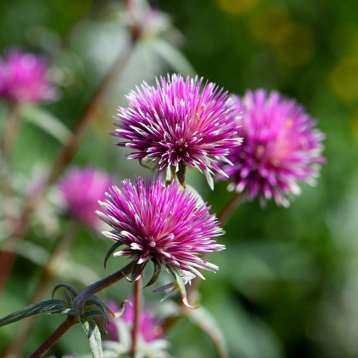 Billy Buttons Pink Seeds