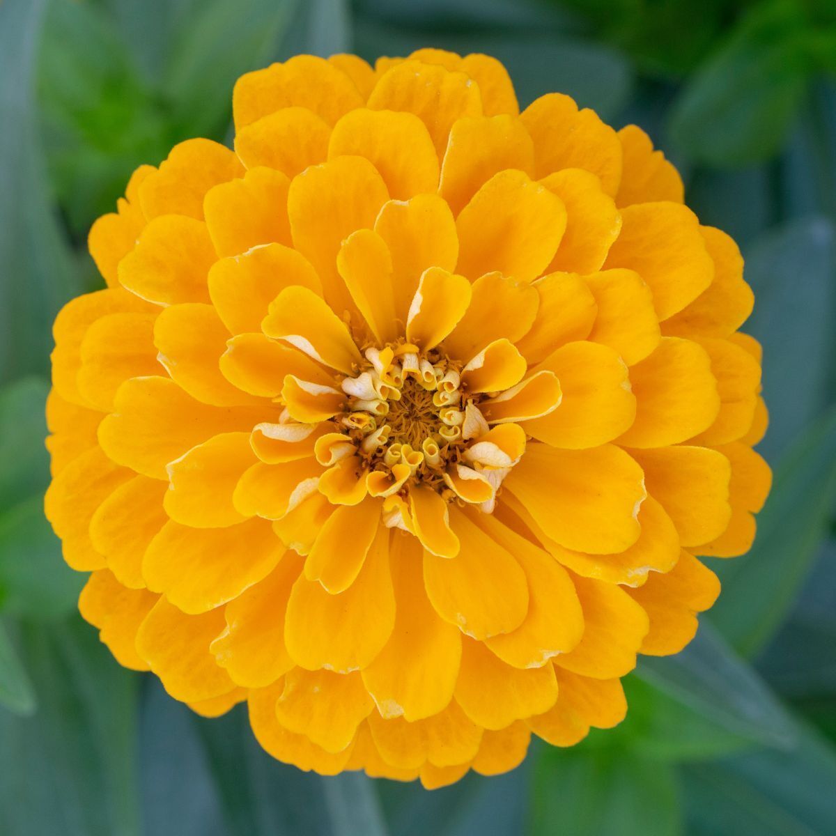 Zinnia Benary's Giant Golden Yellow Seeds