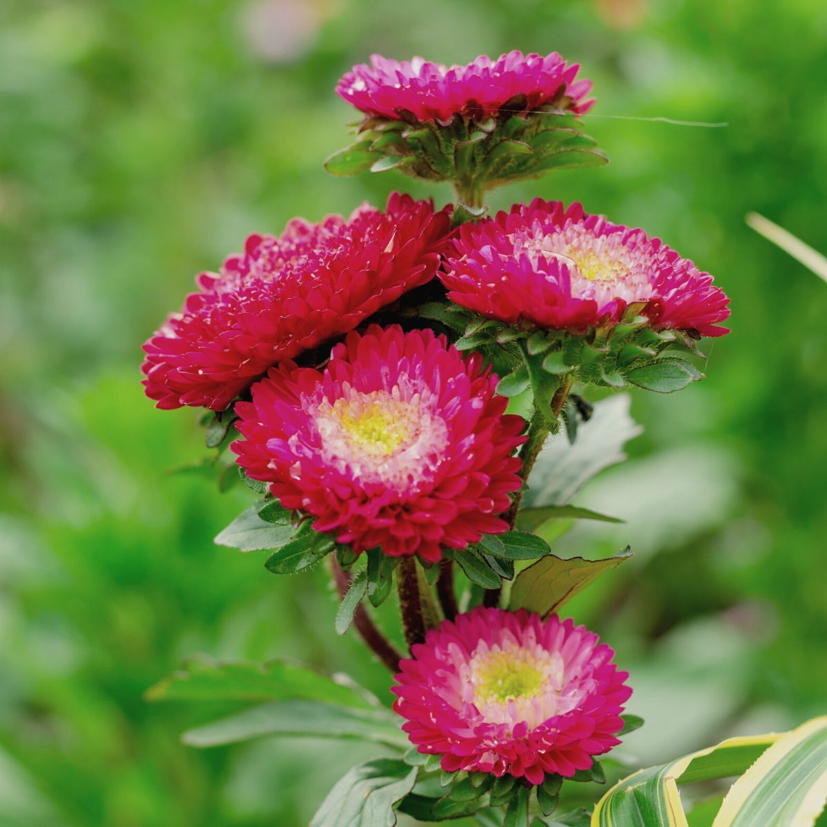 Aster Pompon Gusford Seeds