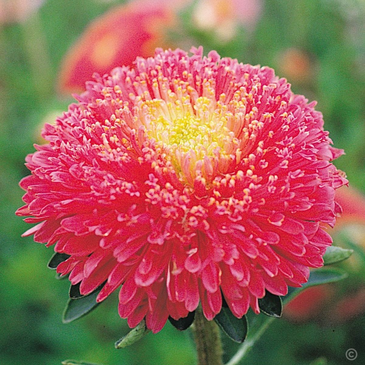 Aster Benary's Princess Bright Rose Seeds