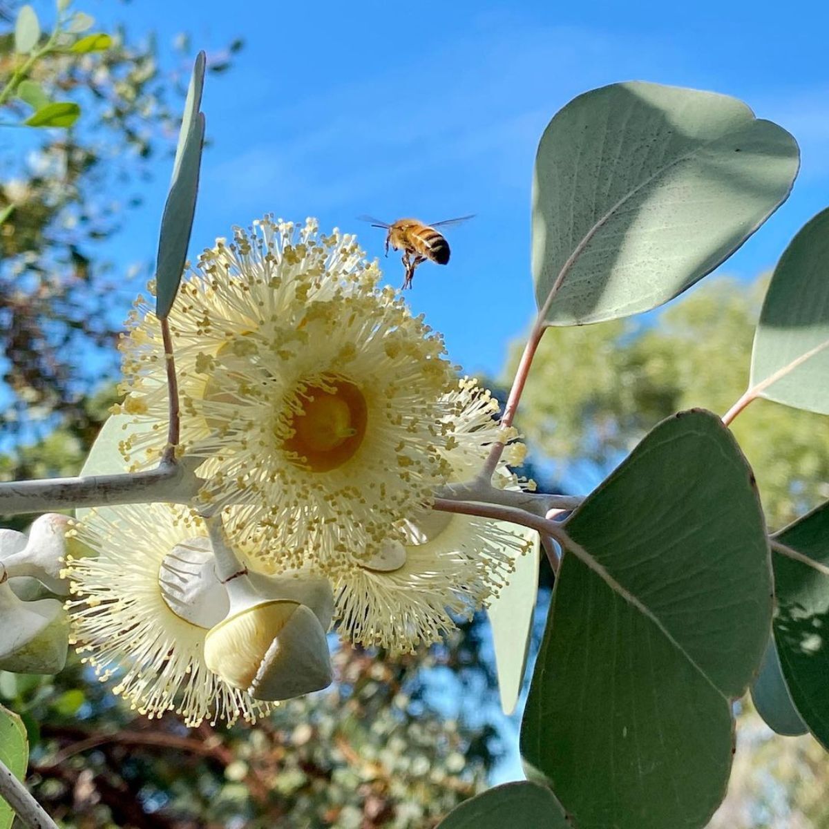 Eucalyptus Round Leaved Mallee Seeds