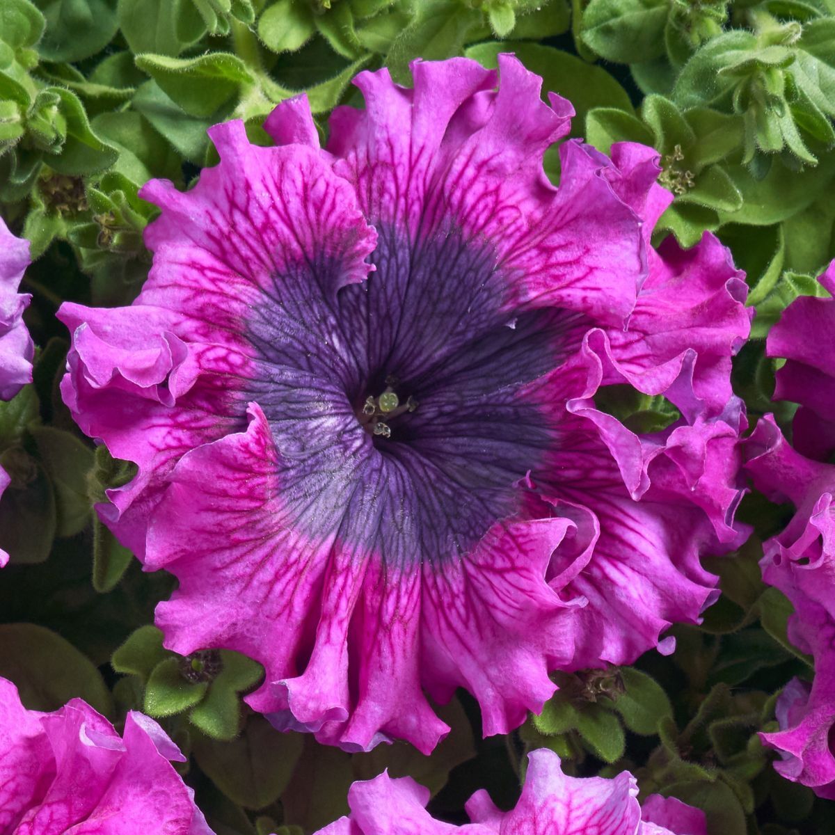 Petunia Superbissima Dark Purple Seeds