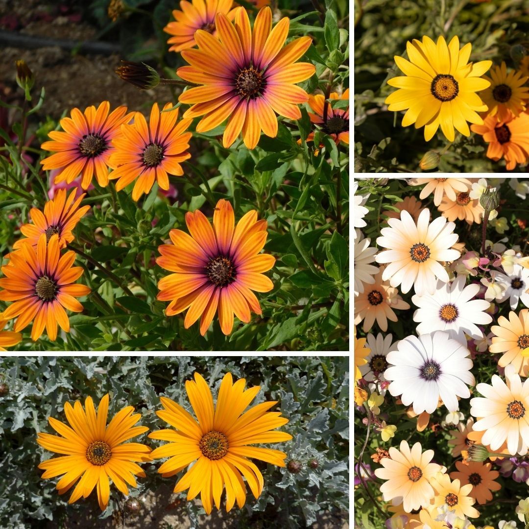 Cape Marigold Mix Seeds