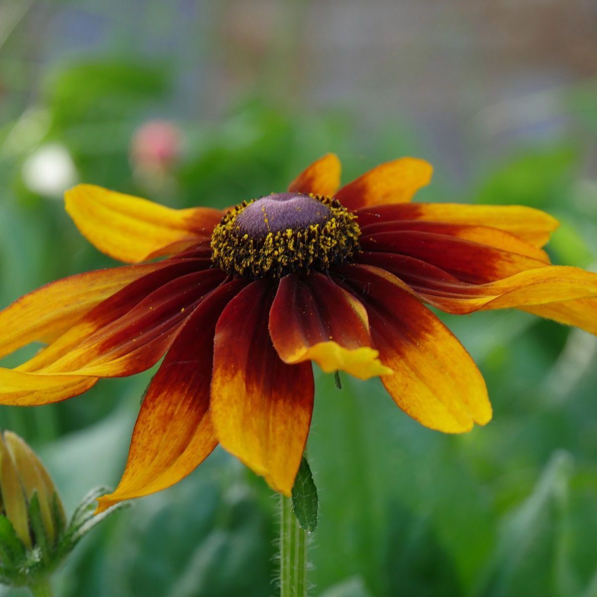 Black Eyed Susan Autumn Colours Seeds