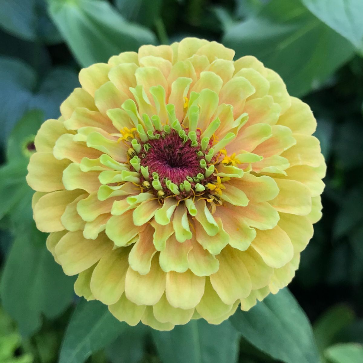 Zinnia Queeny Lime with Blotch Seeds