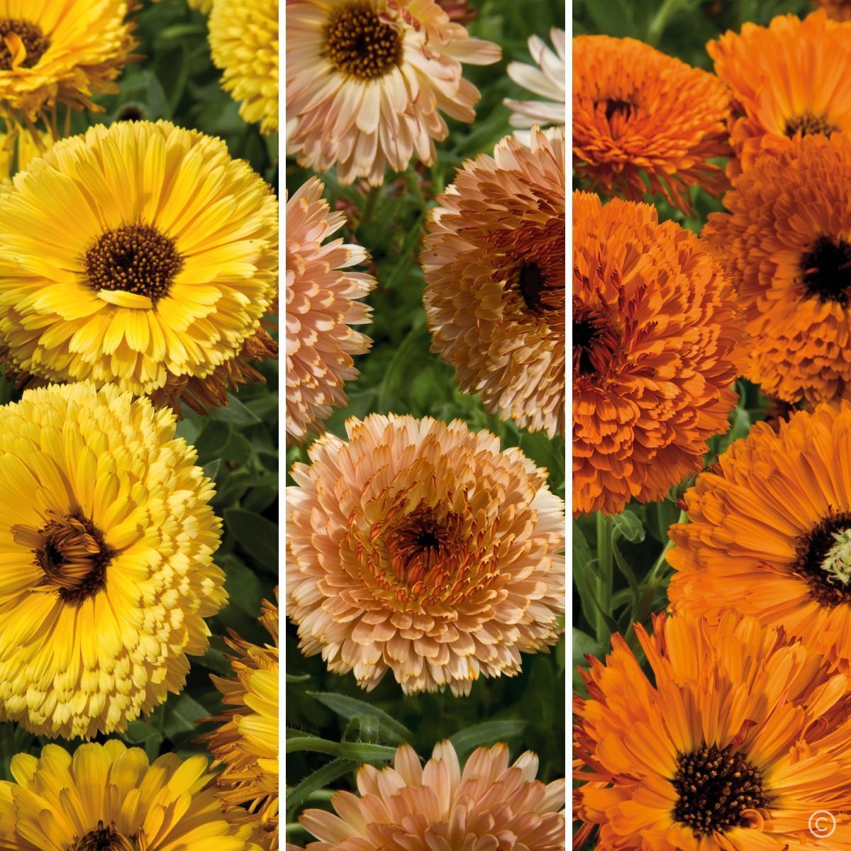 Calendula Touch of Red Mix Seeds