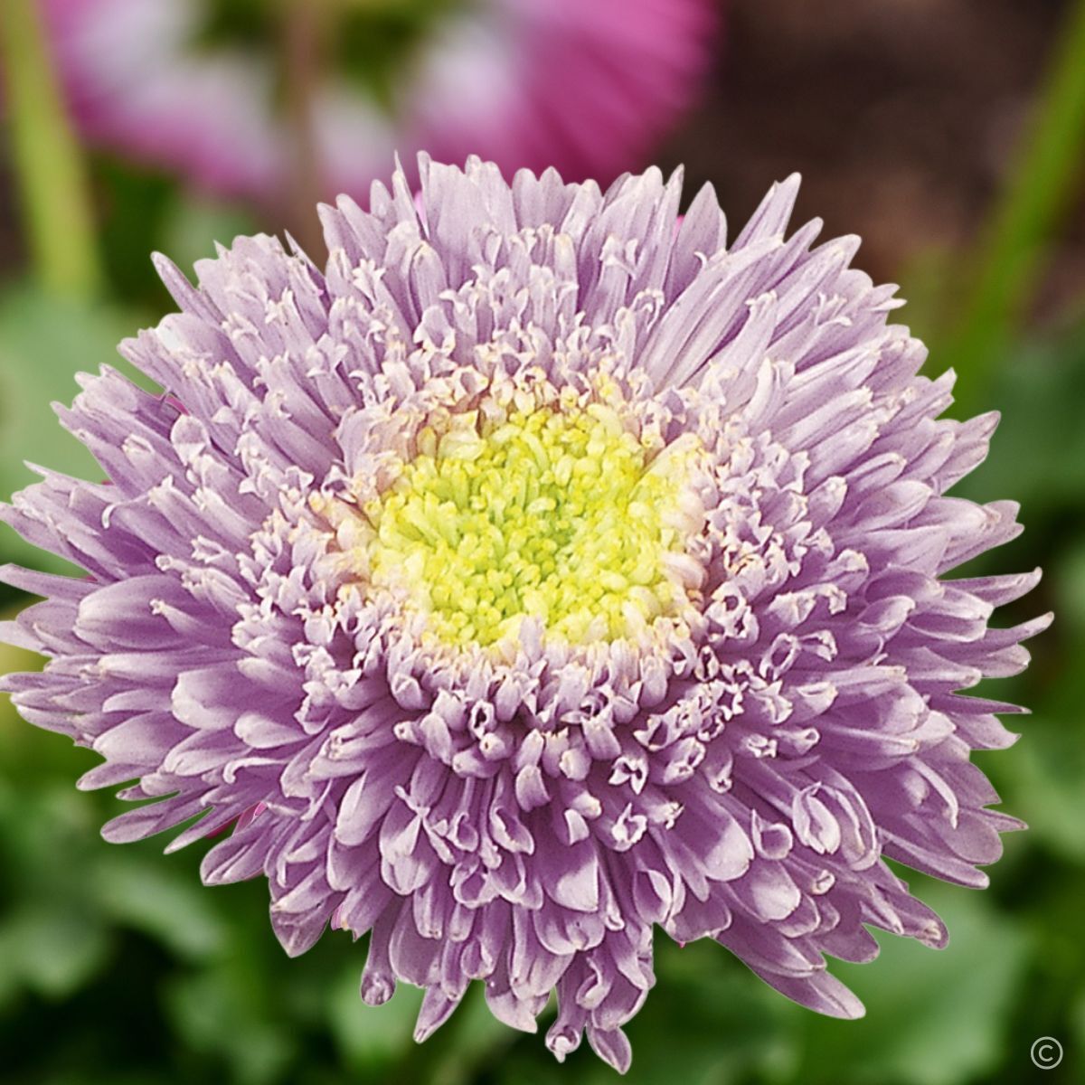 Aster Benary's Princess Light Blue Seeds