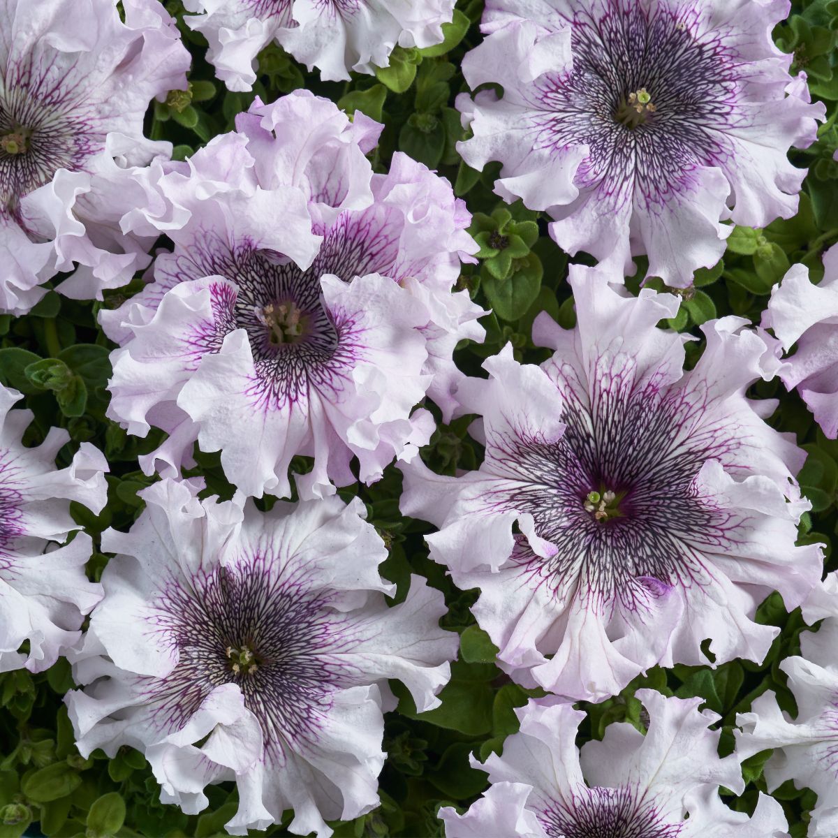 Petunia Superbissima Alba Seeds