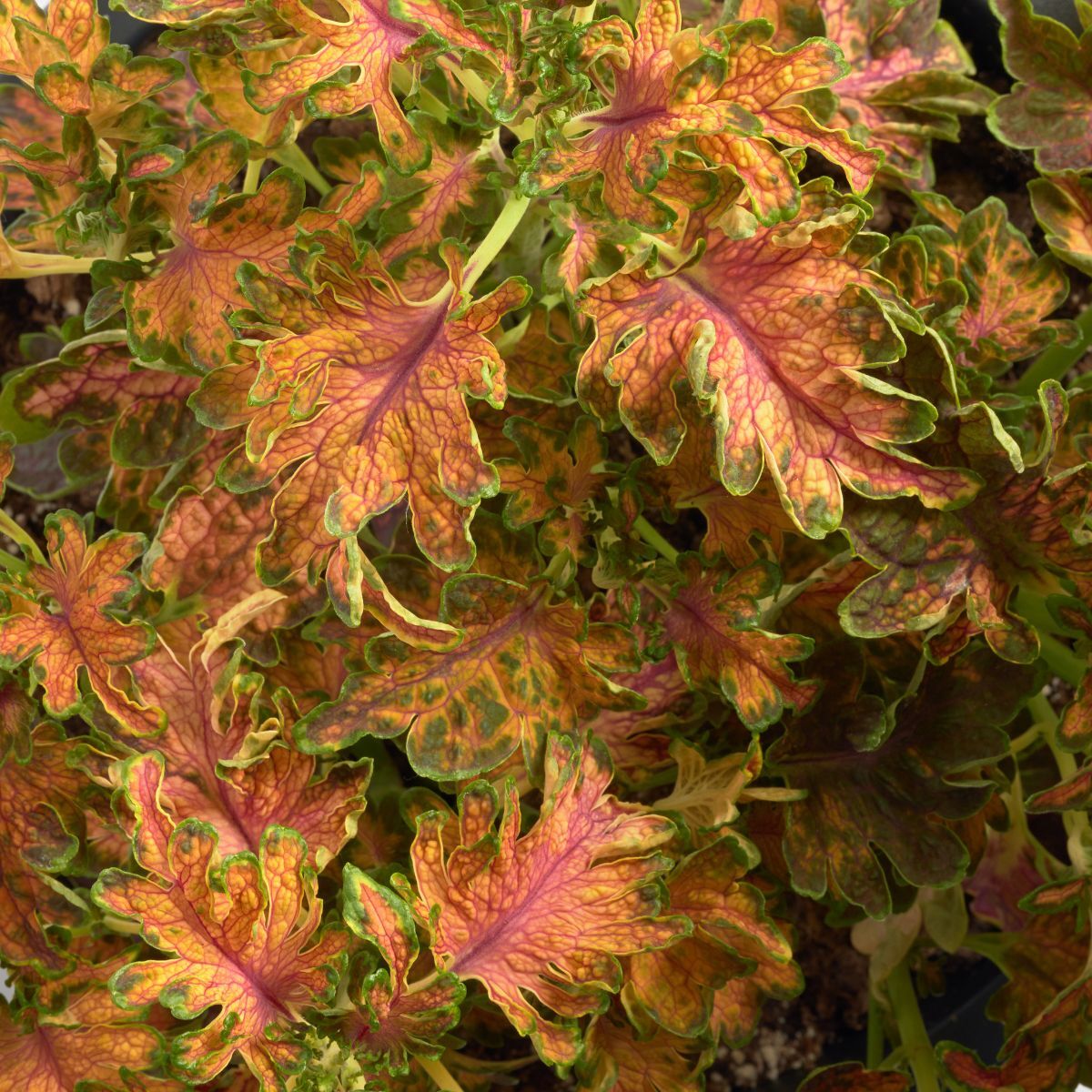 Coleus Colocha Sunset Seeds