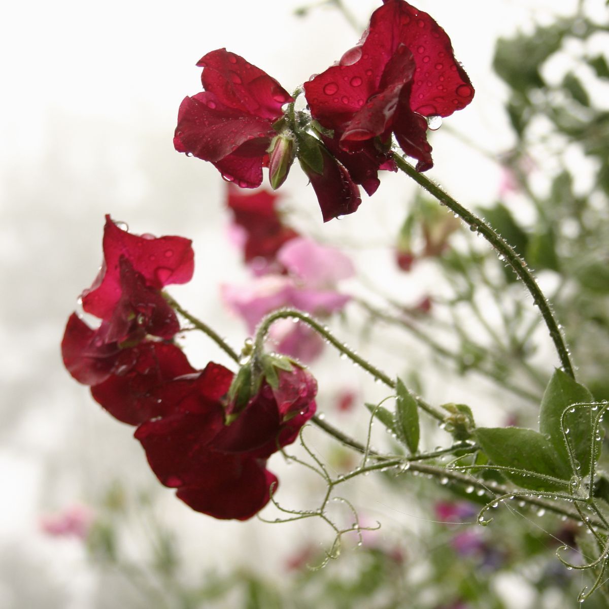 Sweet Pea Royal Maroon Seeds