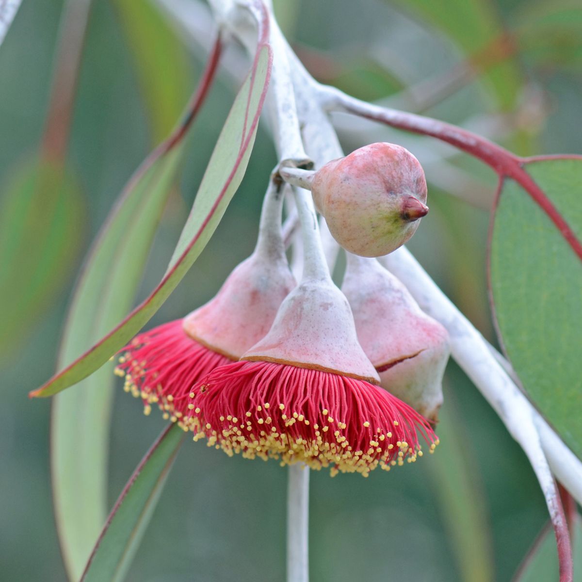 Eucalyptus Silver Princess Seeds